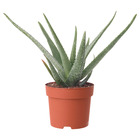 ALOE VERA АЛОЭ ВЕРА