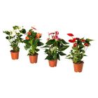ANTHURIUM АНТУРИУМ
