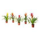 BROMELIACEAE БРОМЕЛИЯ
