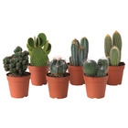 CACTACEAE КАКТУС