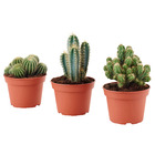 CACTACEAE КАКТУС