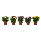 CHRYSANTHEMUM ХРИЗАНТЕМА