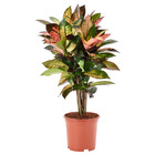 CODIAEUM КОДИЕУМ