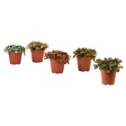 FITTONIA ФИТТОНИЯ