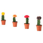 GYMNOCALYCIUM ГИМНОКАЛИЦИУМ