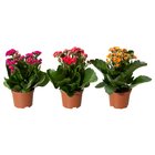KALANCHOE КАЛАНХОЭ