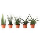SANSEVIERIA САНСЕВИЕРИЯ