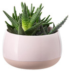 SUCCULENT СУККУЛЕНТЫ