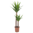 YUCCA ELEPHANTIPES ЮККА СЛОНОВАЯ